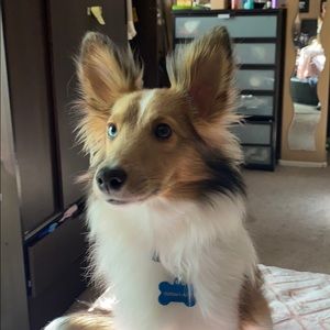 Meet your Posher, Ramona